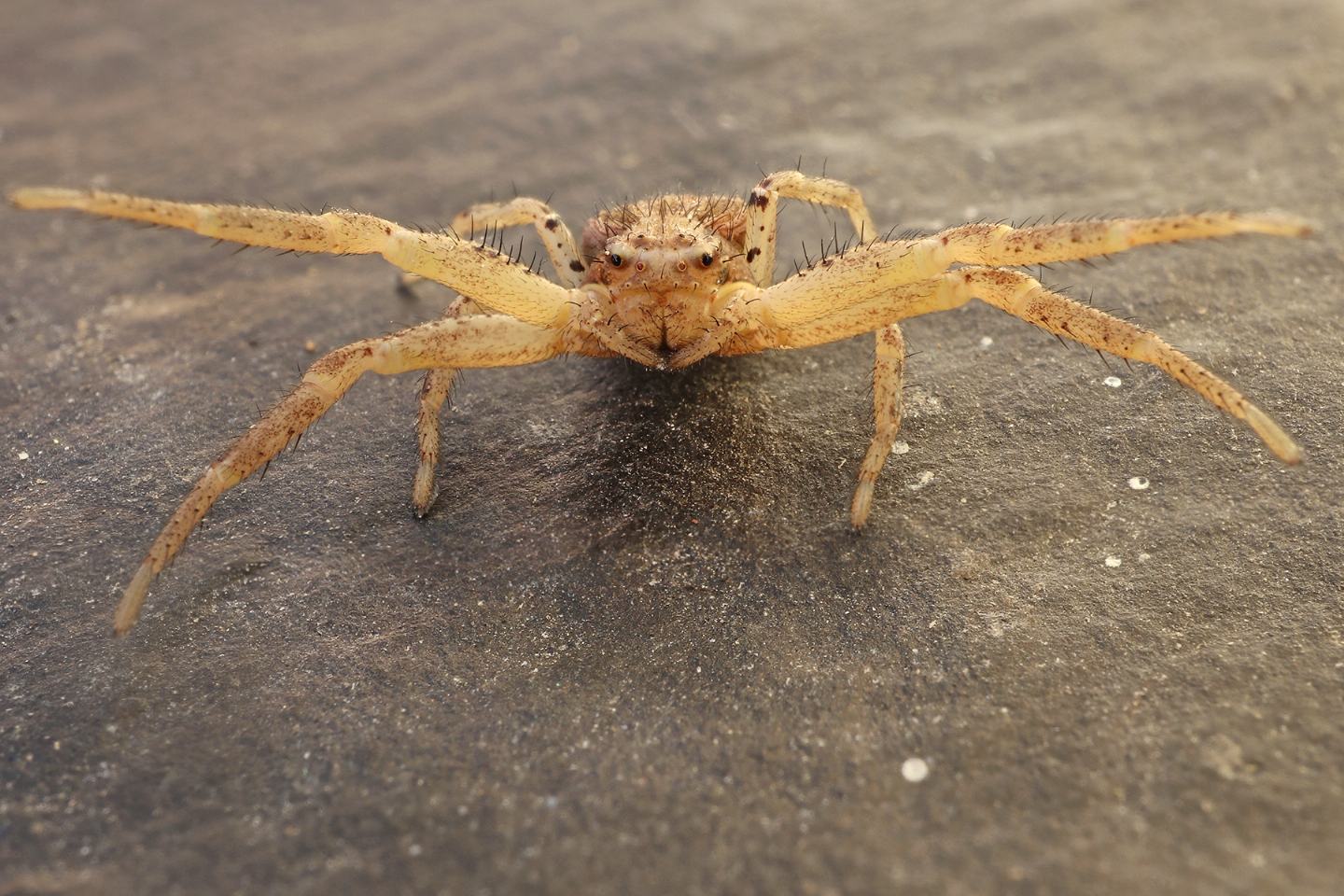 Xysticus sp. - prov. La Spezia